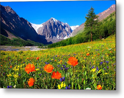 Russian Artists New Wave Metal Print featuring the photograph Flowering Valley. Mountain Karatash by Victor Kovchin