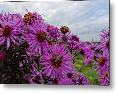 Flowers Metal Print featuring the photograph Flowers and Bees by Hartmut Knisel