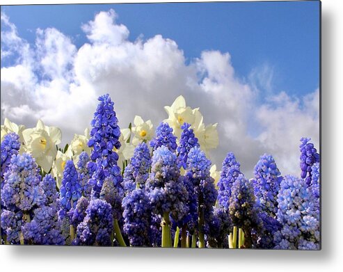Flowers Metal Print featuring the photograph Flowers and Sky by Brian Eberly
