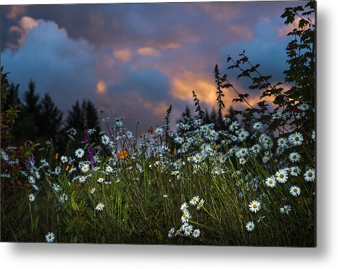 Flowers Metal Print featuring the photograph Flowers at Sunset by Robert Potts