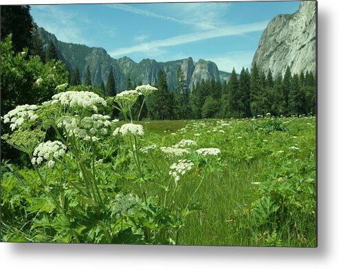 California Metal Print featuring the photograph Flowers in the Valley by Cheryl Wallace