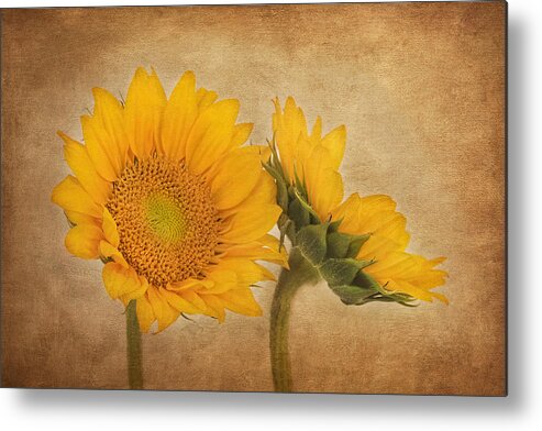 Sunflower Metal Print featuring the photograph Flowers of the Sun by Kim Hojnacki