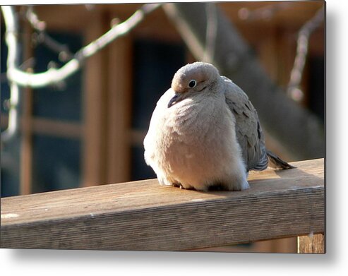 Mourning Dove Metal Print featuring the photograph Fluffy by Laurel Best