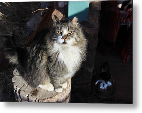 Cats Metal Print featuring the photograph Fluffy Reflection by Sandra Dalton