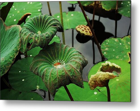Lotus Metal Print featuring the photograph Fluidity by HweeYen Ong