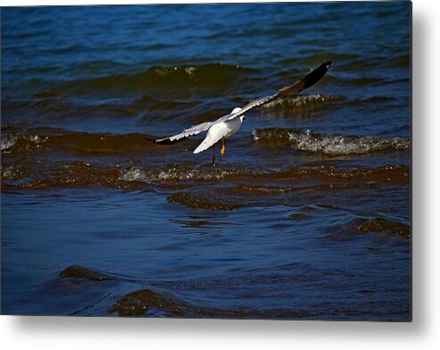 Bird Metal Print featuring the photograph Fly Away by Amanda Struz