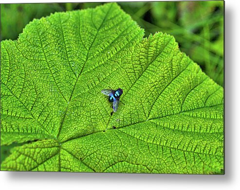 Fly Metal Print featuring the photograph Fly by Cathy Mahnke