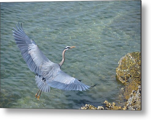 Blue Heron Metal Print featuring the photograph Flying Heron by Jerry Cahill