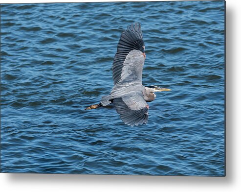Astoria Metal Print featuring the photograph Flying Heron by Robert Potts