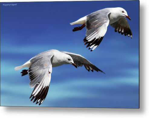 Seagull Photography Metal Print featuring the photograph Flying high 0064 by Kevin Chippindall