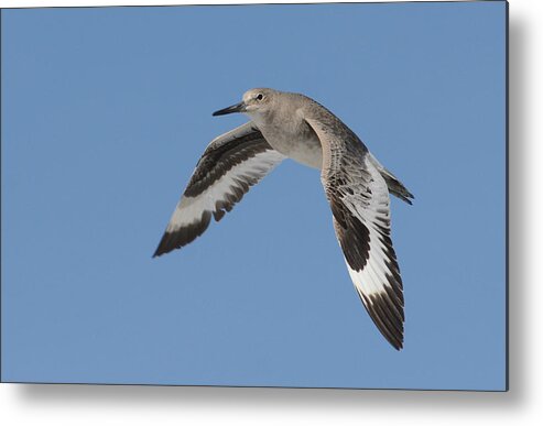 Willet Metal Print featuring the photograph Flying High by Fraida Gutovich