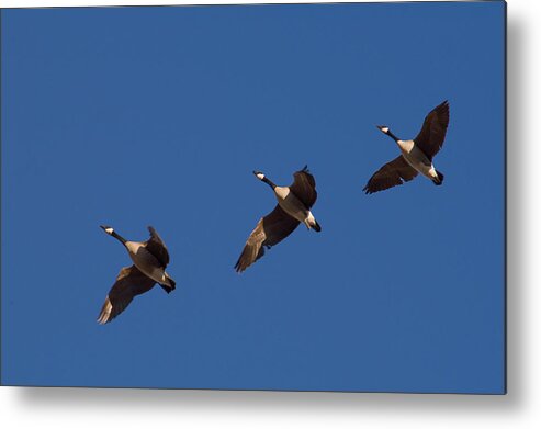 Canada Geese Metal Print featuring the photograph Flying in Formation by Monte Stevens