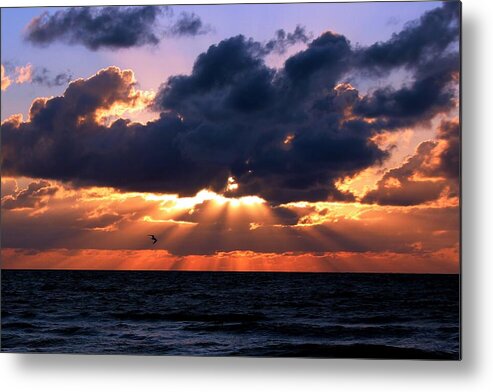 Photo For Sale Metal Print featuring the photograph Flying into the Sun by Robert Wilder Jr