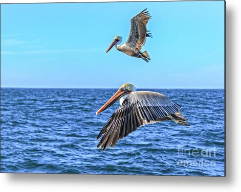 Pelican Metal Print featuring the photograph Flying Pair by Robert Bales