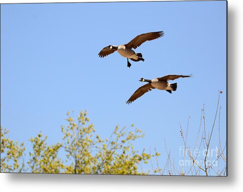 Endothermic Metal Print featuring the photograph Flying Twins by Robert WK Clark