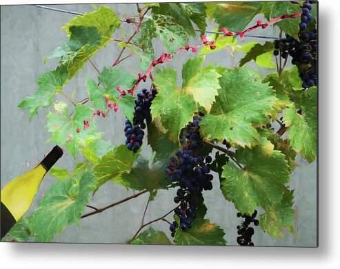 Grapes Metal Print featuring the photograph Flying wine by Dan Friend
