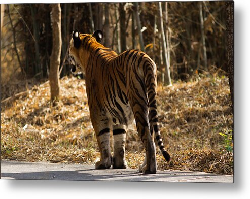 Tiger Metal Print featuring the photograph Focused by Ramabhadran Thirupattur