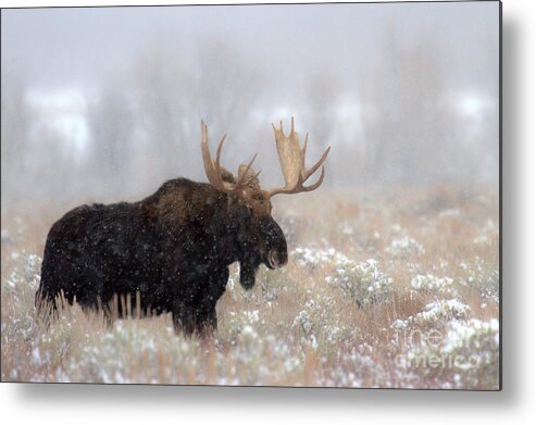 Moose Metal Print featuring the photograph Foggy Moose Silhouette by Adam Jewell