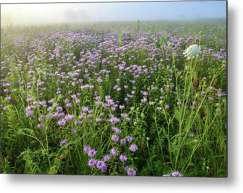 Mchenry County Conservation District Metal Print featuring the photograph Foggy Morning in Glacial Park by Ray Mathis
