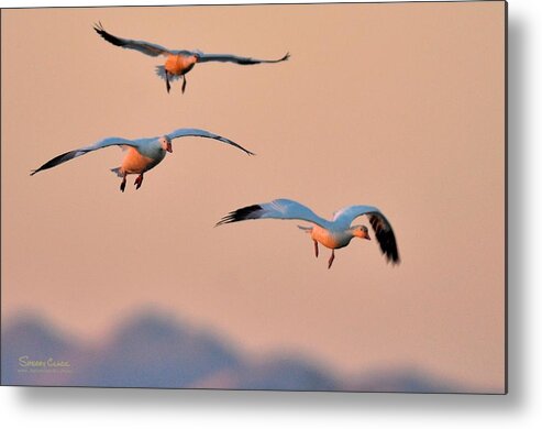  Metal Print featuring the photograph Follow by Sherry Clark