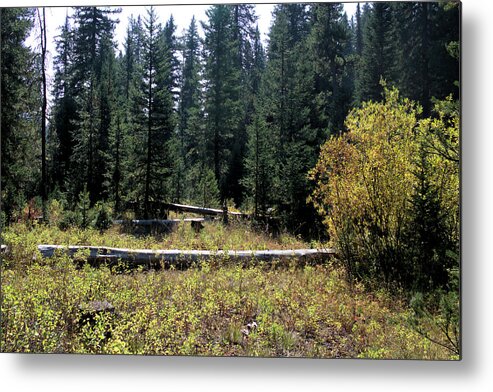 Natural Area Metal Print featuring the photograph Forest Clearing by Scott Carlton