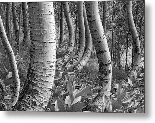 Aspen Metal Print featuring the photograph Forest Curves by Denise Bush
