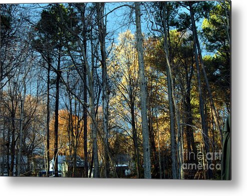 Clay Metal Print featuring the photograph Forest For The Trees by Clayton Bruster