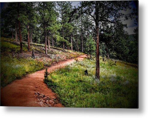 Forest Metal Print featuring the photograph Forest Glow by Michael Brungardt
