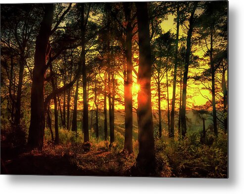 Landscape Metal Print featuring the photograph Forest Sunset by Chris Boulton