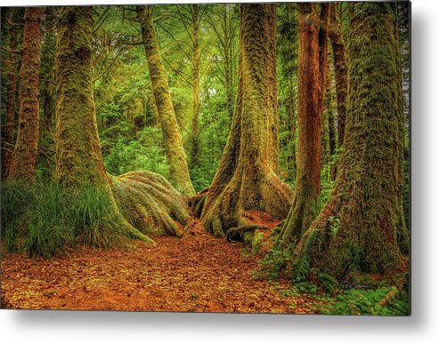 Fall Metal Print featuring the photograph Forest Walk by Bill Posner