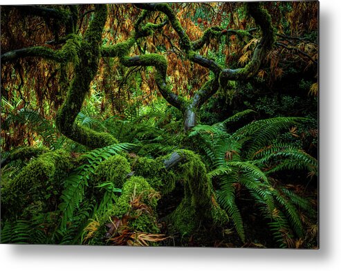 5dsr Metal Print featuring the photograph Forever Green by Edgars Erglis