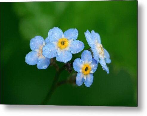 Forget Me Not Metal Print featuring the photograph Forget-Me-Not by Yuri Peress