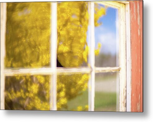 Forsythia Tree Plant Flowering Flowers Barn Window Reflection Reflections Red Redbarn Sky Ma Mass Massachusetts New England New England Usa U.s.a. Brian Hale Brianhalephoto Outside Outdoors Nature Soft Focus Softfocus Lensbaby Velvet Velvet56 56 56mm Metal Print featuring the photograph Forsythia Reflection 3 by Brian Hale