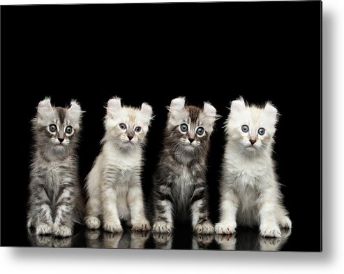 Curl Metal Print featuring the photograph Four American Curl Kittens with Twisted Ears Isolated Black Background by Sergey Taran