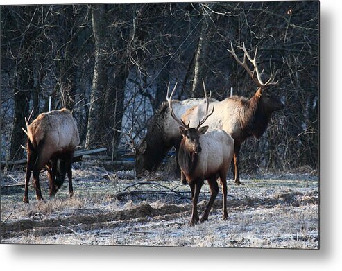 Bull Elk Metal Print featuring the photograph Four Bulls in February by Michael Dougherty
