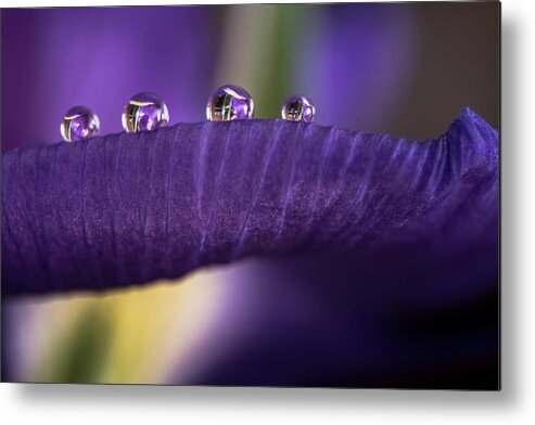 Drops Metal Print featuring the photograph Four drops by Wolfgang Stocker