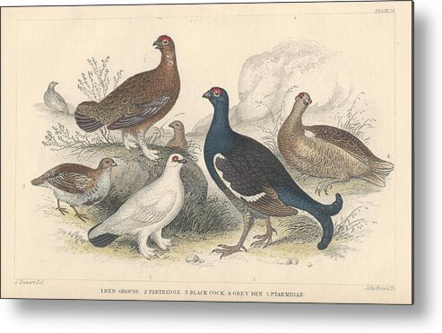 Antique Prints Metal Print featuring the drawing Fowl by Dreyer Wildlife Print Collections 