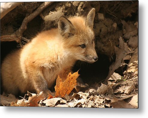 Red Fox Metal Print featuring the photograph Fox kit at entrance to den by Doris Potter