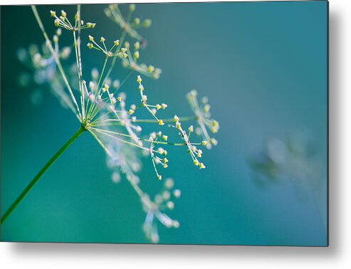 Dill Metal Print featuring the photograph Fragile Dill Umbels by Nailia Schwarz