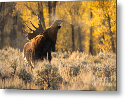 Bull Moose Metal Print featuring the photograph The Scent by Aaron Whittemore