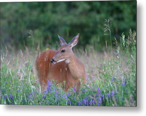 Deer Metal Print featuring the photograph Framed by flowers by David Barker