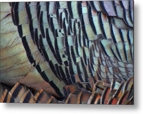 Wild Turkey Metal Print featuring the photograph Franklin's Choice by Tony Beck