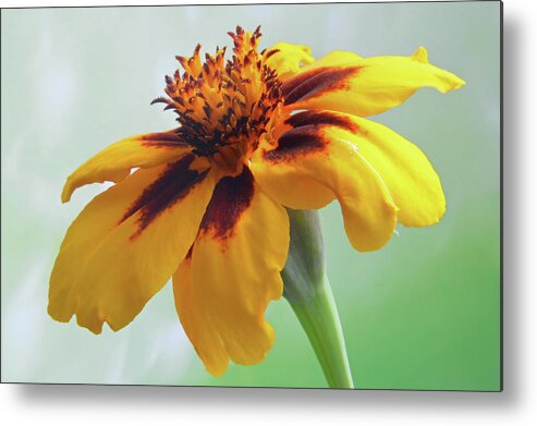 Marigold Metal Print featuring the photograph French Marigold by Terence Davis