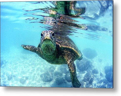 Sea Metal Print featuring the photograph friendly Hawaiian sea turtle by Sean Davey