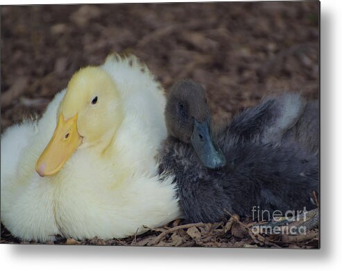 Birds Metal Print featuring the photograph Friends Forever by Donna Brown