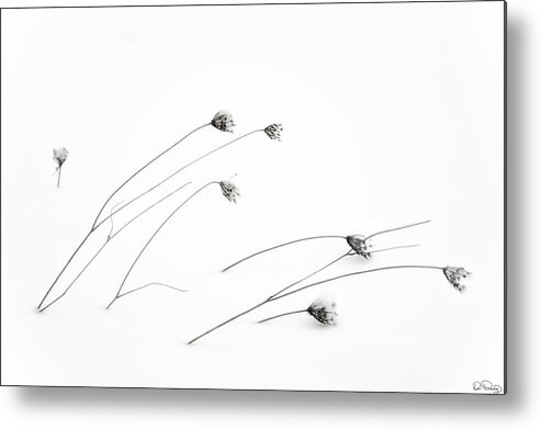 Snow; Plants; Winter; Minimalist; Bleak; Harsh; Nature; Simplicity; Cold; Frozen; Black And White; Photography; No One; Nobody; Art; Dee Browning; Dee Browning Photography; Zen; Meditative; Contemplating; Contemporary Metal Print featuring the photograph Frigid by Dee Browning