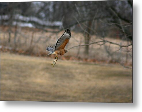 Bird Metal Print featuring the photograph Frog It Is What Is For Dinner by David Dunham