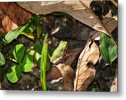 Frog Metal Print featuring the photograph Froggy by Joseph Caban