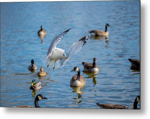 20170128 Metal Print featuring the photograph Front and Center by Jeff at JSJ Photography