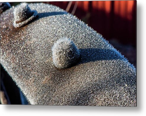 Grunge Metal Print featuring the photograph Frosted Rivet by Paul Freidlund